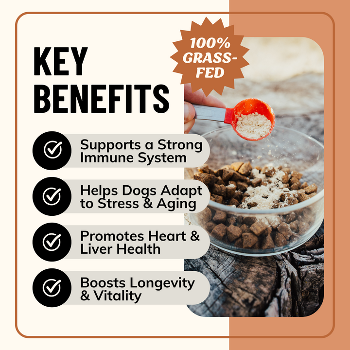 Longevity Bone Broth Powder