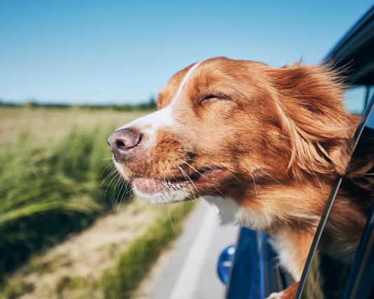 The Ultimate Guide to Dog-Friendly Vacation Planning