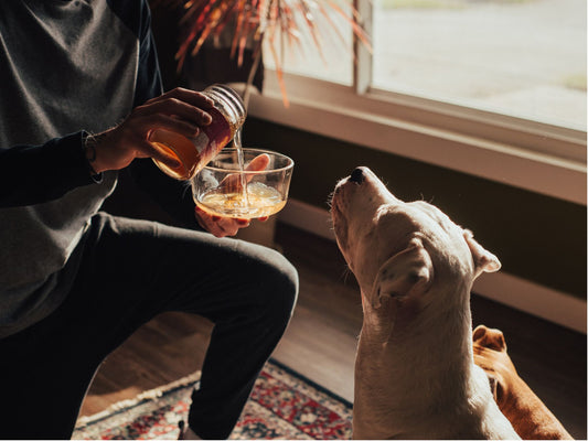 Bone Broth for Dogs: A Natural Solution for Gut Health and Better Nutrition
