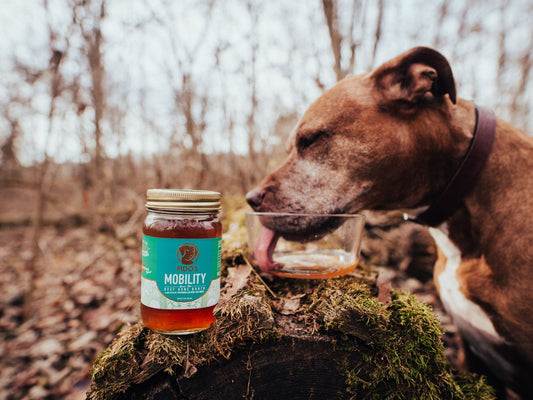 How to Use Bone Broth For Dogs
