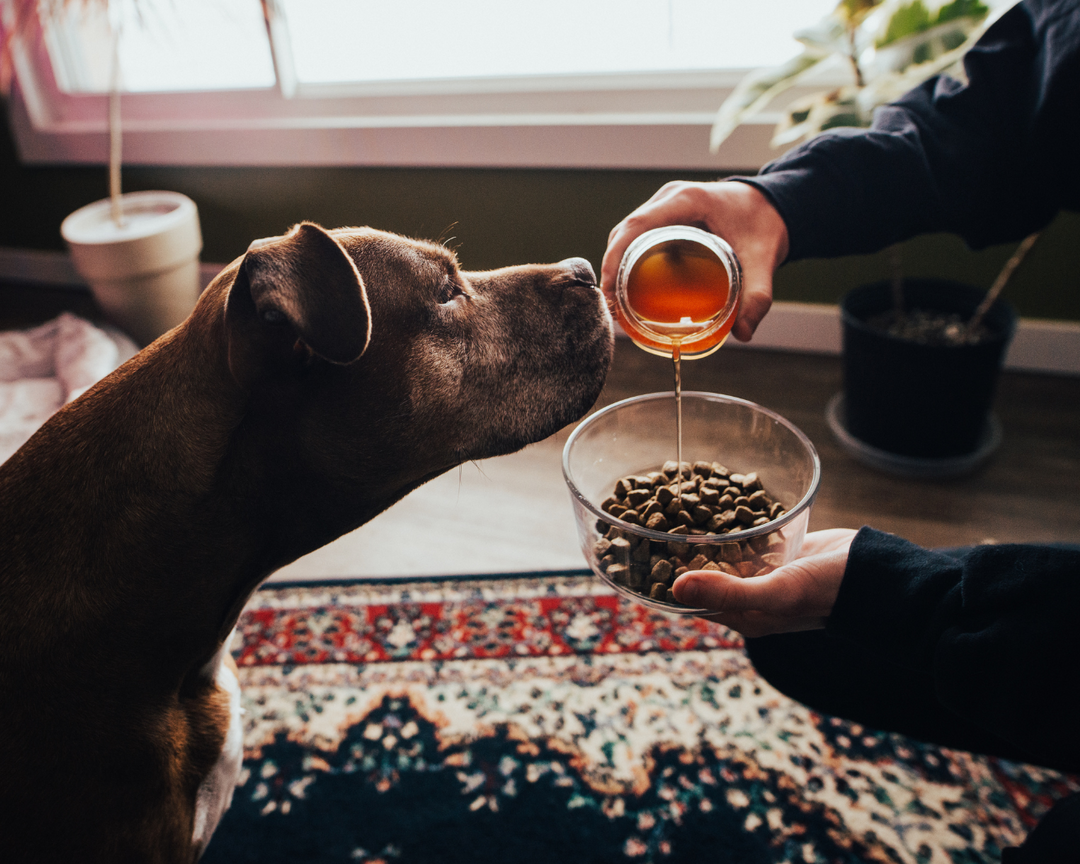 The Cold Weather Superfood Your Dog Will Love