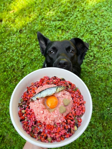 Top 10 Benefits of Feeding Your Dog a Fresh Food Diet