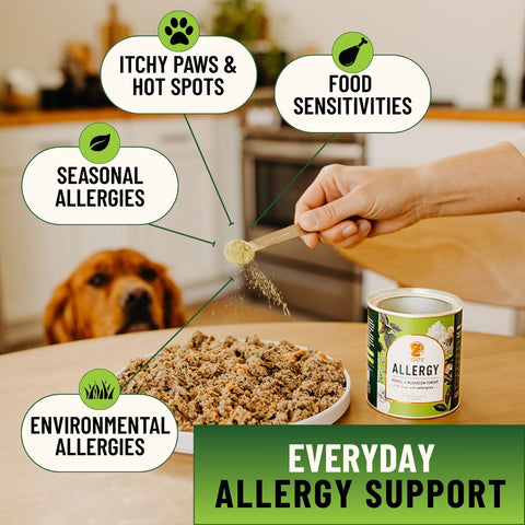 Dog Paw Dog Environmental Allergies Treatment Pet Food Best Dog